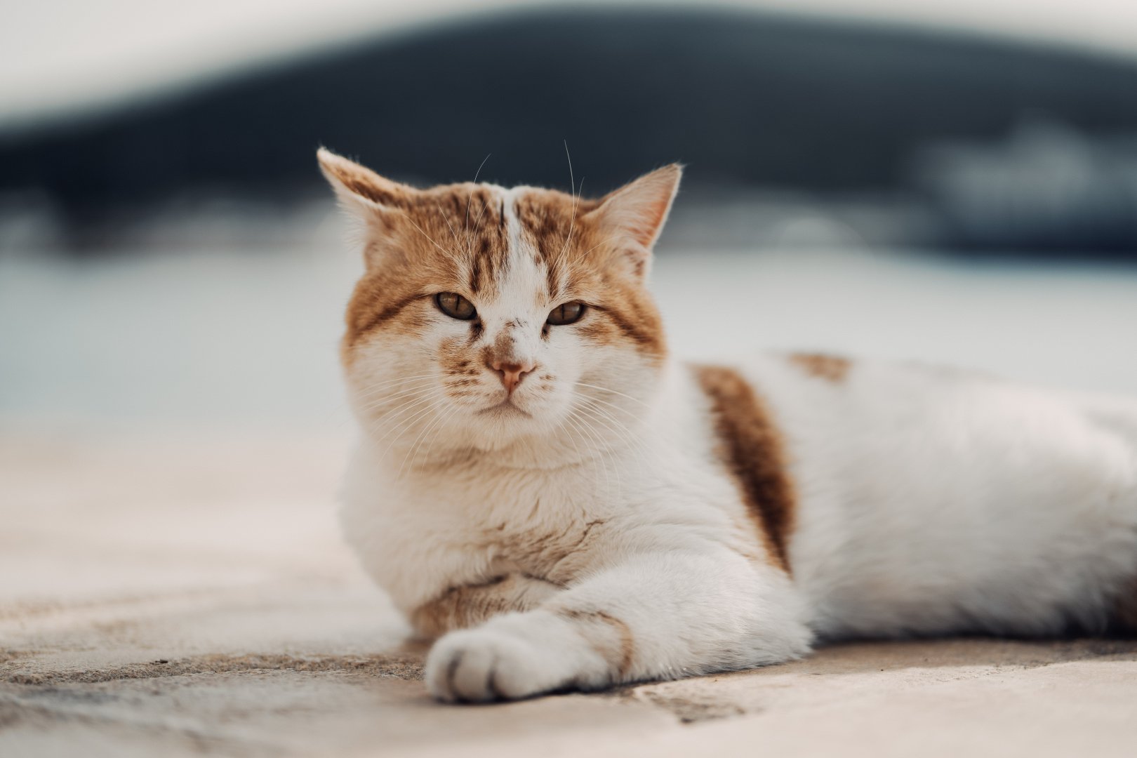 En Güzel Kedi Fotoğrafları